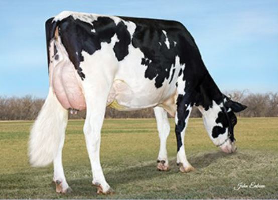 Holstein bull Wilra SSI Faneca Ebersol